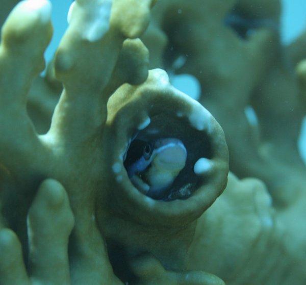 Blennies - Piano Fangblenny