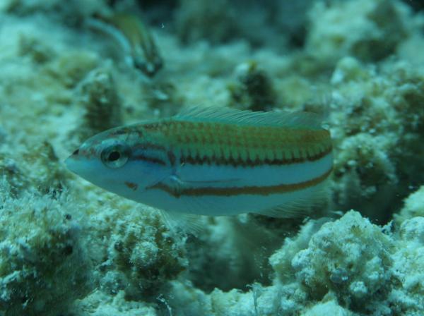 Wrasse - Klunzingers Wrasse