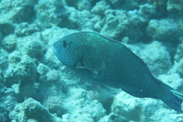 Parrotfish - Dotted Parrotfish