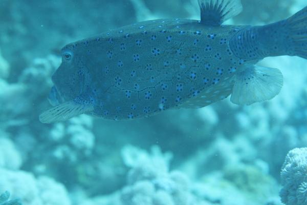 Trunkfish - Yellow Boxfish