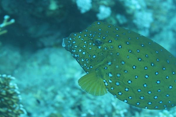 Trunkfish - Yellow Boxfish