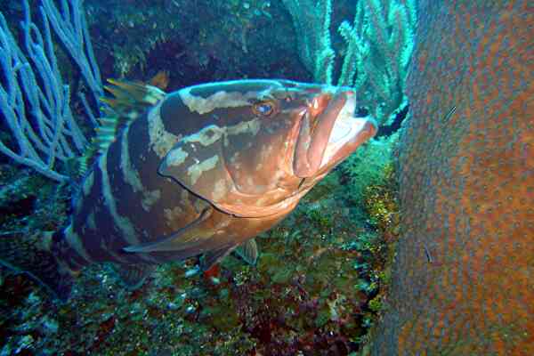 Groupers - Nassau Grouper