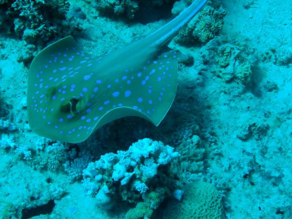 Stingrays - Blue Spotted Stingray Stingrays - Blue Spotted Stingray