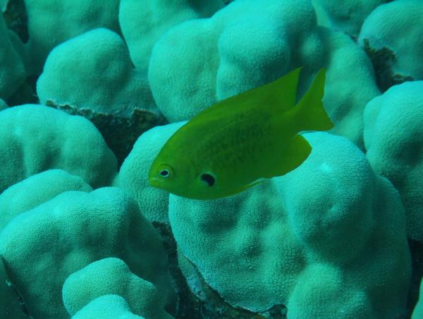 Damselfish - Sulphur Damselfish