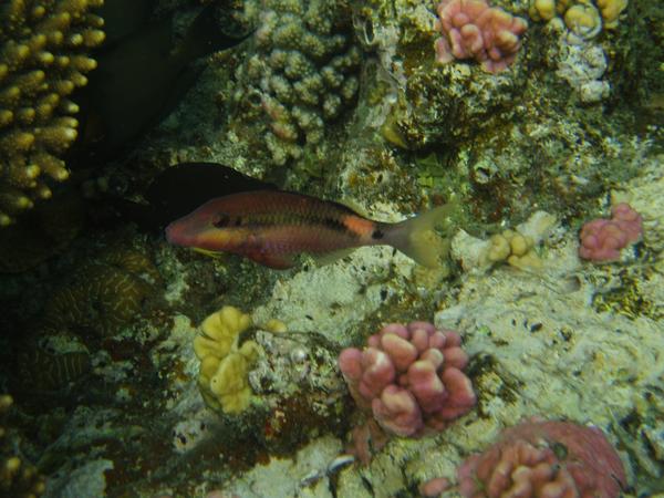 Goatfish - Longbarbel Goatfish