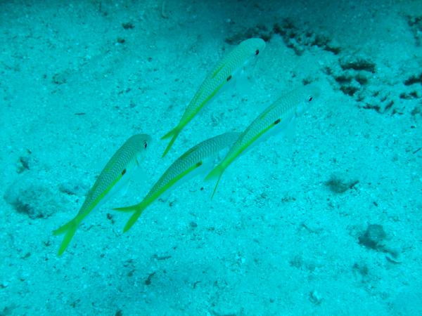 Goatfish - Yellow Striped Goatfish Goatfish - Yellow Striped Goatfish