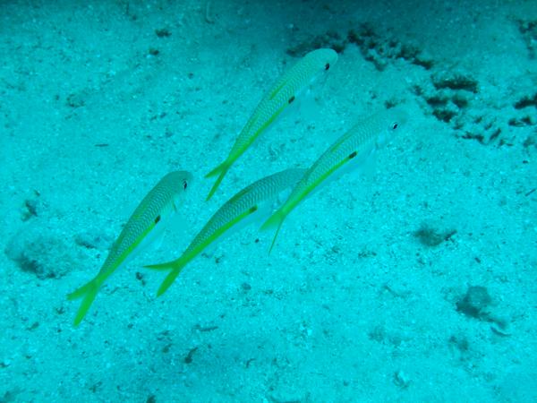 Goatfish - Yellow Striped Goatfish