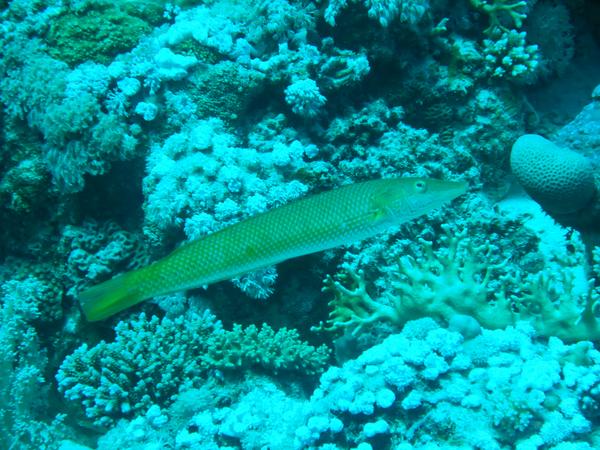 Wrasse - Cigar Wrasse