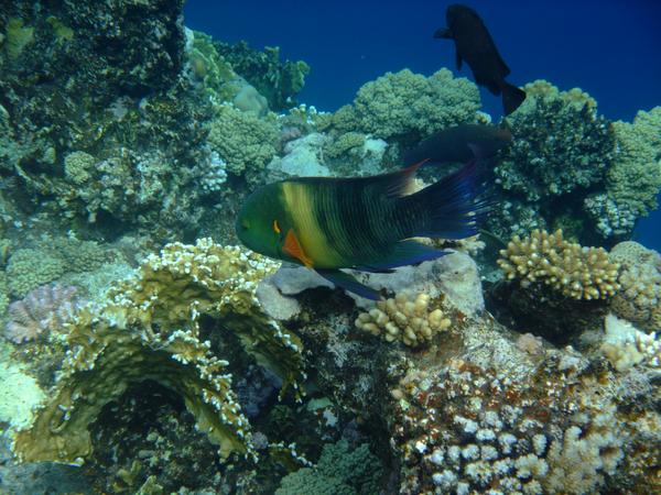 Wrasse - Broomtail Wrasse