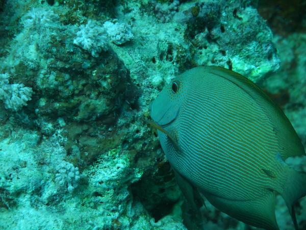 Surgeonfish - Striped Bristletooth