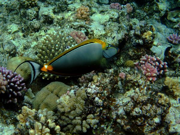 Surgeonfish - Orangespine Surgeonfish Surgeonfish - Orangespine Surgeonfish