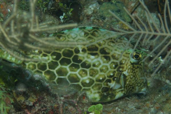 Trunkfish - Honeycomb Cowfish