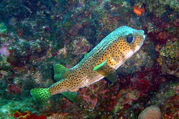 Porcupinefish