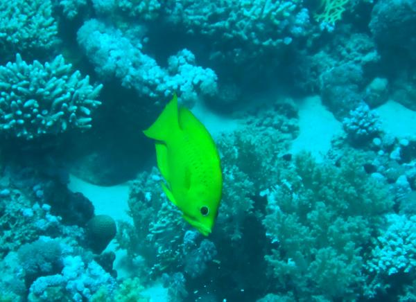 Slingjaw Wrasse - Epibulus insidiator