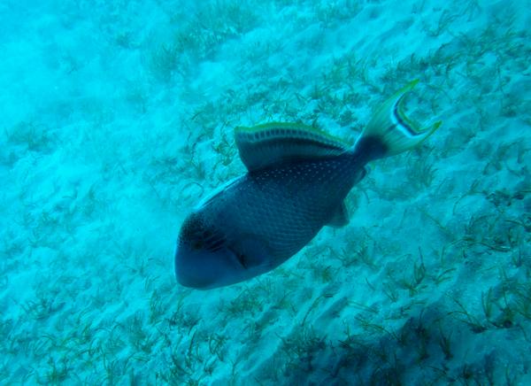 Triggerfish - Yellowmargin Triggerfish