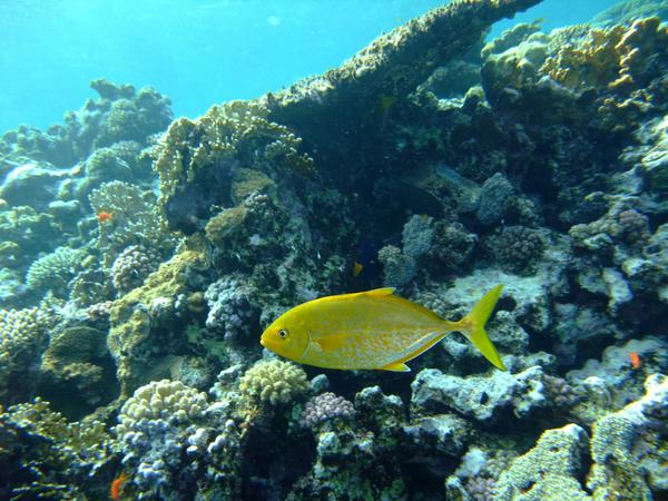 Jacks - Goldbody Trevally