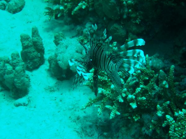 Lionfish - Lionfish