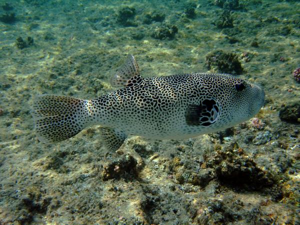 Pufferfish - Star Puffer Pufferfish - Star Puffer