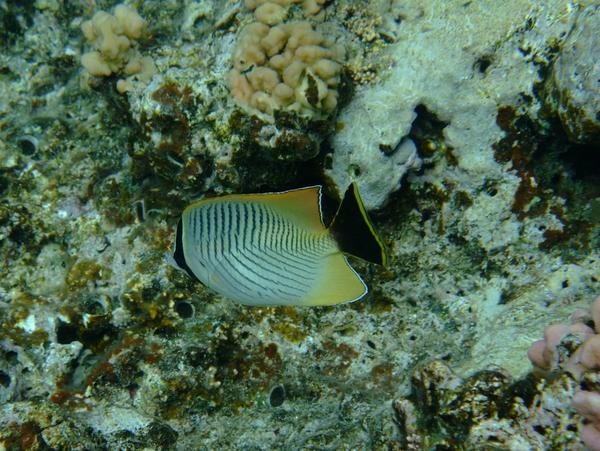 Butterflyfish - Chevroned Butterflyfish