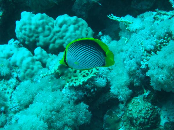 Butterflyfish - Black Backed Butterflyfish