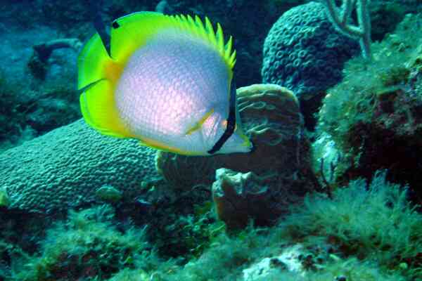 Butterflyfish - Spotfin Butterflyfish