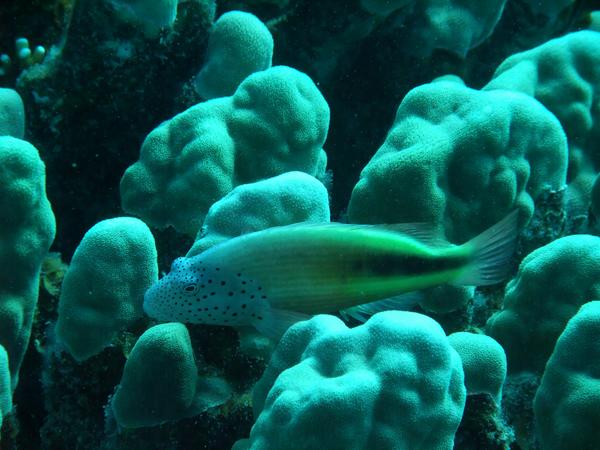 Hawkfish - Blackside Hawkfish