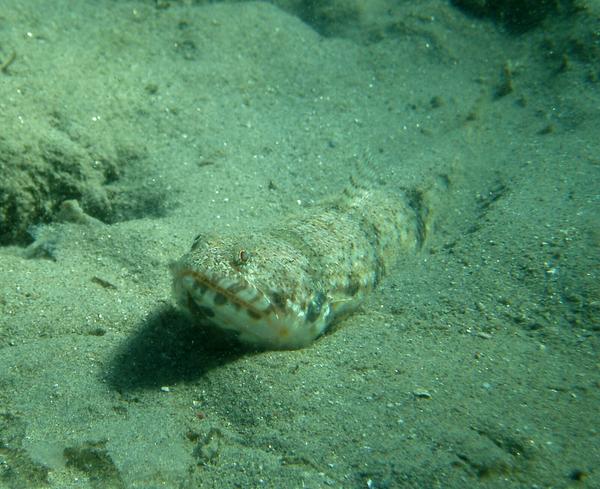 Lizardfish - Sand Lizardfish