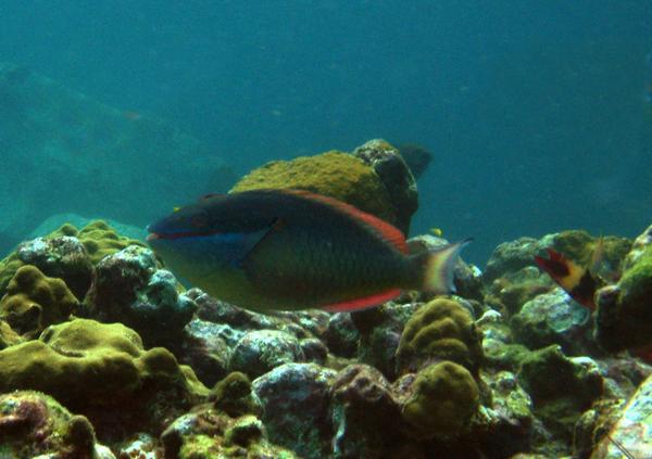 Parrotfish - Redband Parrotfish