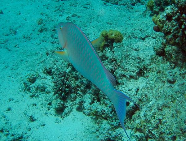 Parrotfish - Longnose Parrotfish