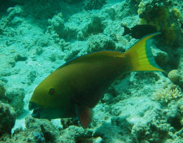 Steepheaded Parrotfish - Scarus gibbus