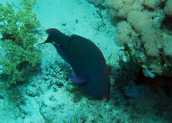Parrotfish - Swarthy Parrotfish Parrotfish - Swarthy Parrotfish