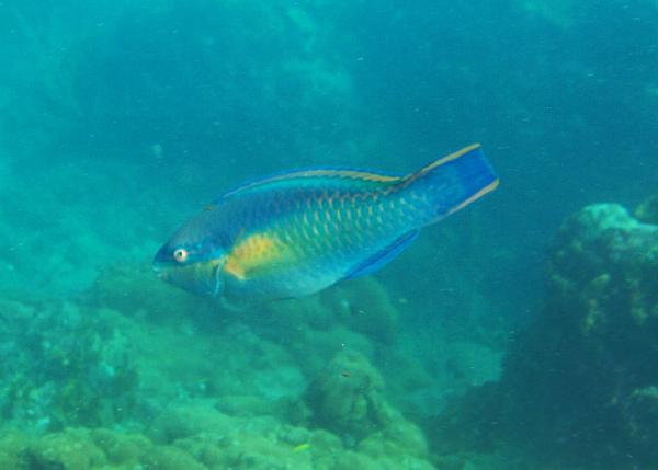Parrotfish - Princess Parrotfish Parrotfish - Princess Parrotfish