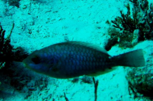 Parrotfish - Redband Parrotfish