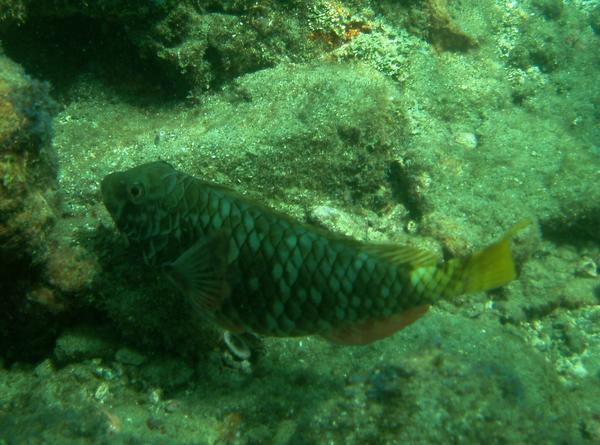 Parrotfish - Yellowtail Parrotfish