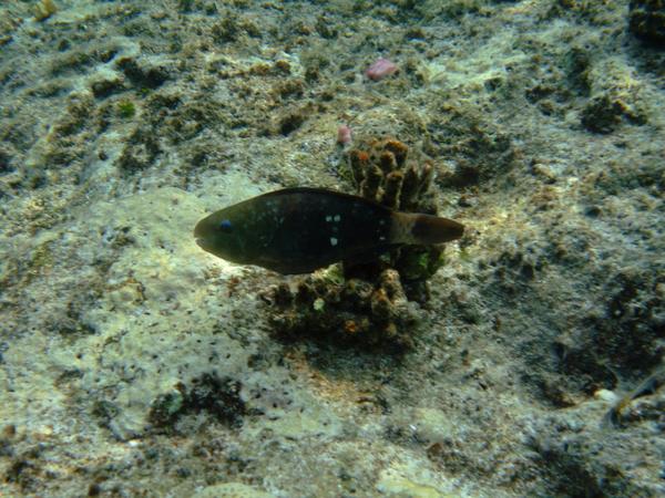 Parrotfish - Red Sea Parrotfish Parrotfish - Red Sea Parrotfish
