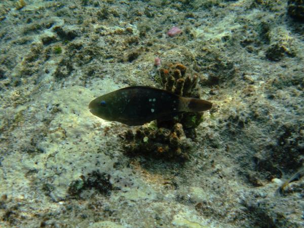 Parrotfish - Red Sea Parrotfish