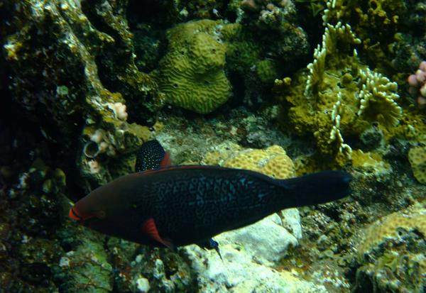 Parrotfish - Swarthy Parrotfish