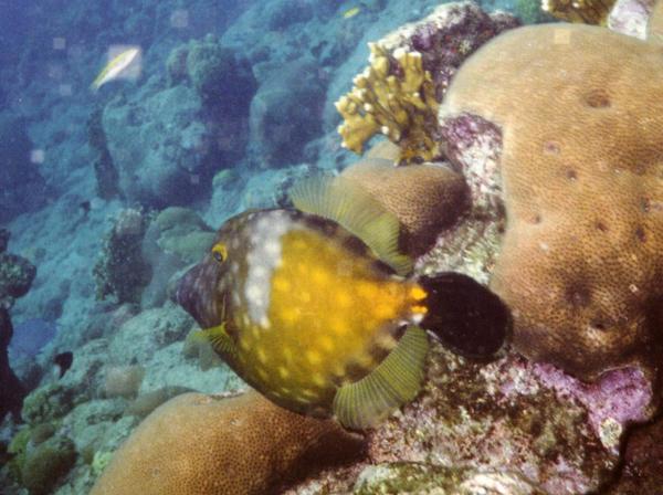 Filefish - Whitespotted Filefish