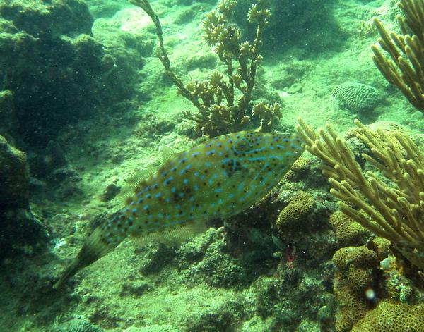 Filefish - Scrawled Filefish