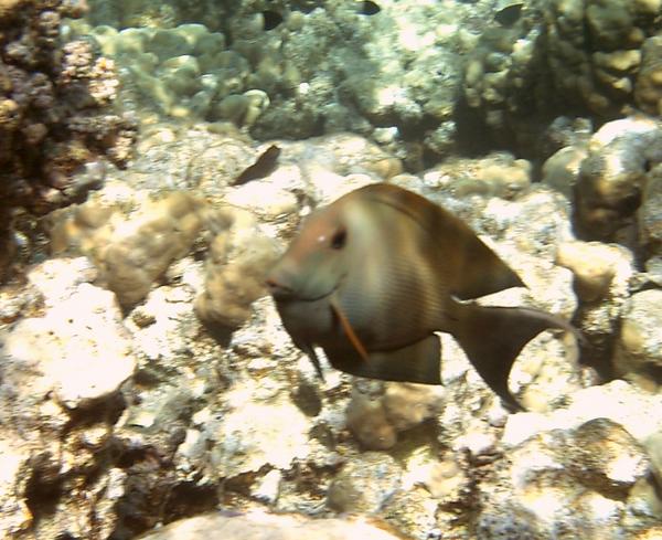 Surgeonfish - Dusky Surgeonfish