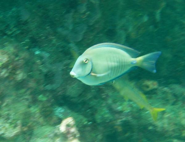 Surgeonfish - Doctorfish