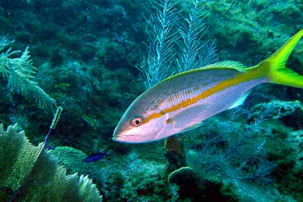 Snappers - Yellowtail Snapper