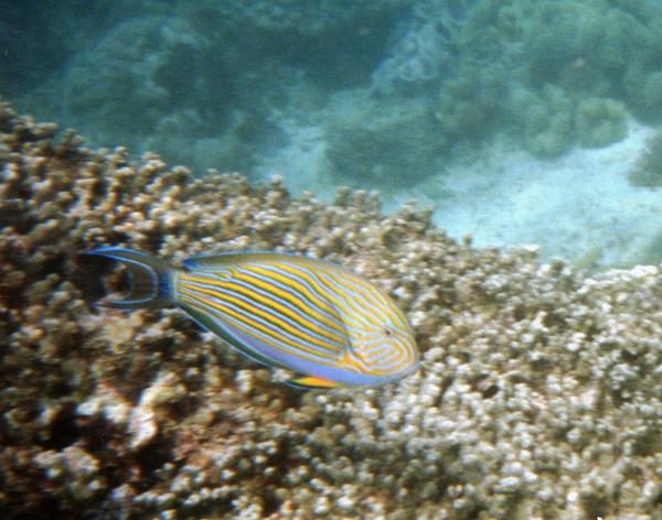 Surgeonfish - Lined Surgeonfish