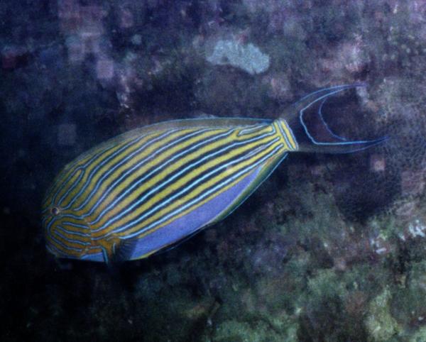 Surgeonfish - Lined Surgeonfish