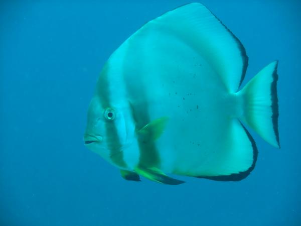 Spadefish - Circular Spadefish Spadefish - Circular Spadefish