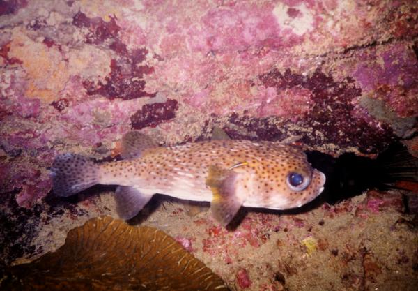 Porcupinefish