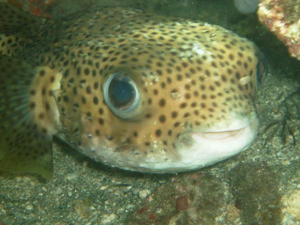 Porcupinefish - Porcupinefish