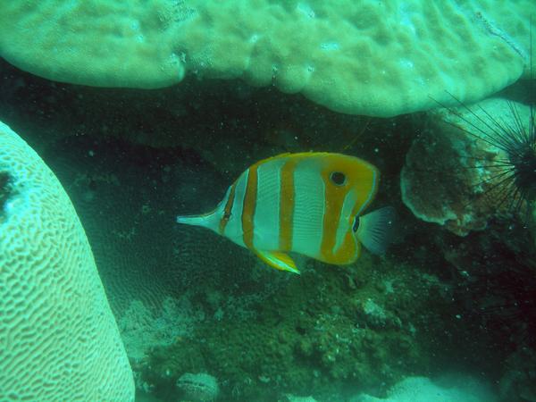 Butterflyfish - Copperband Butterflyfish