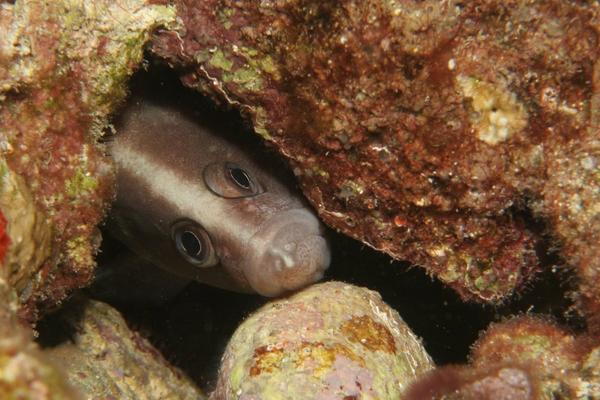 Seabasses - Greater Soapfish