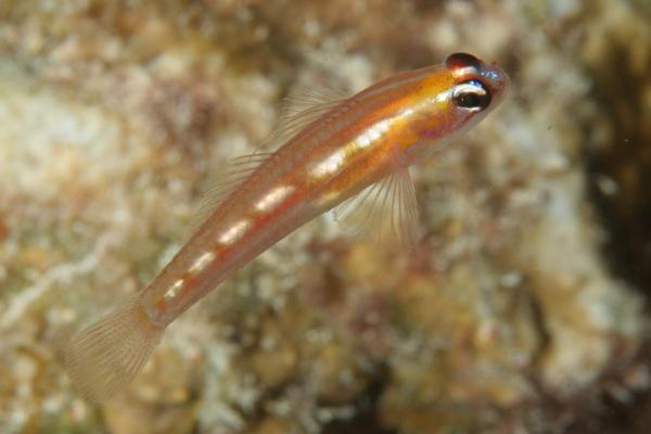 Gobies - Glass Goby